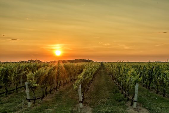 landscape photography of vegetable field during golden hour