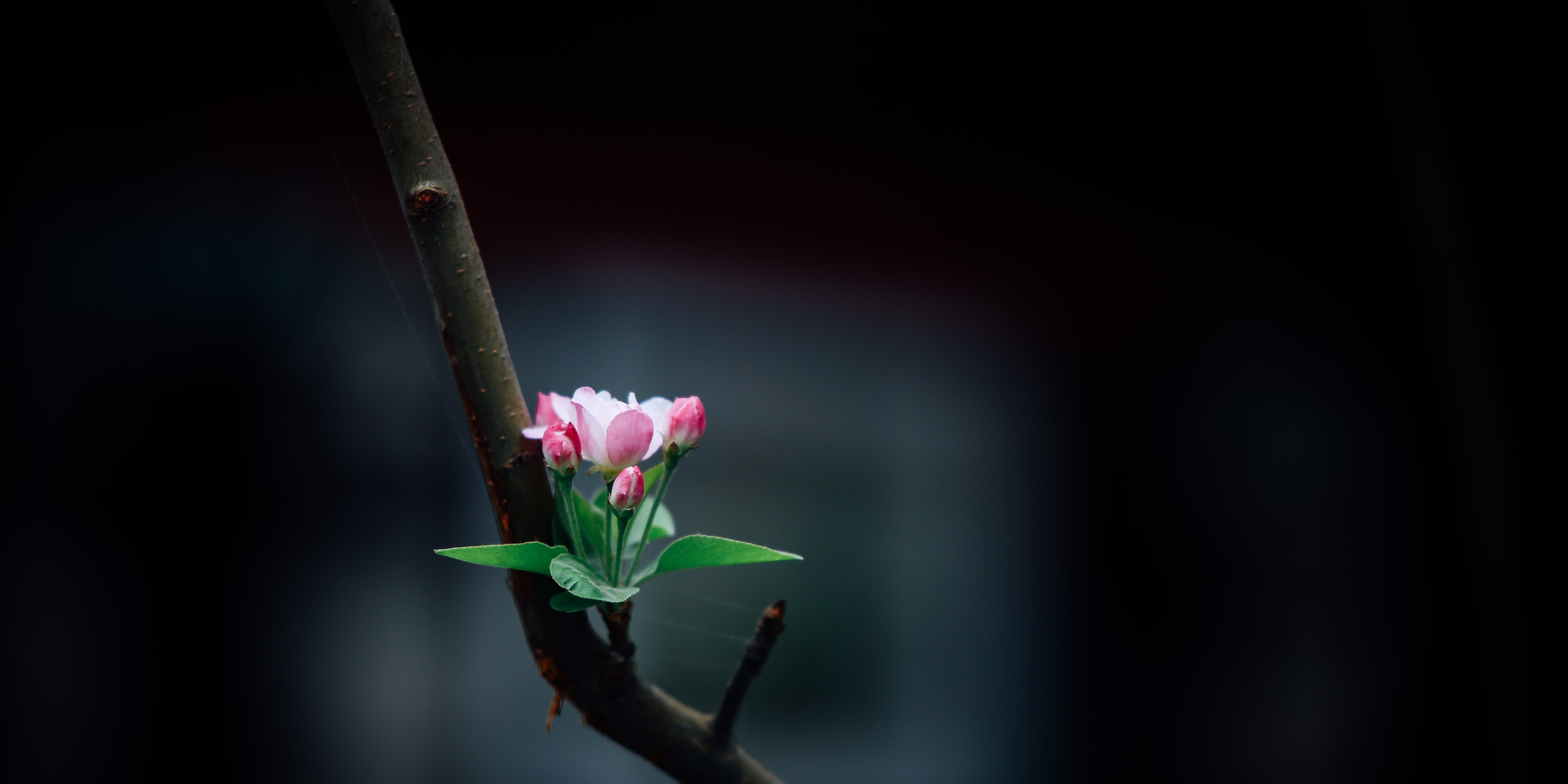 selective focus of pink petaled flower
