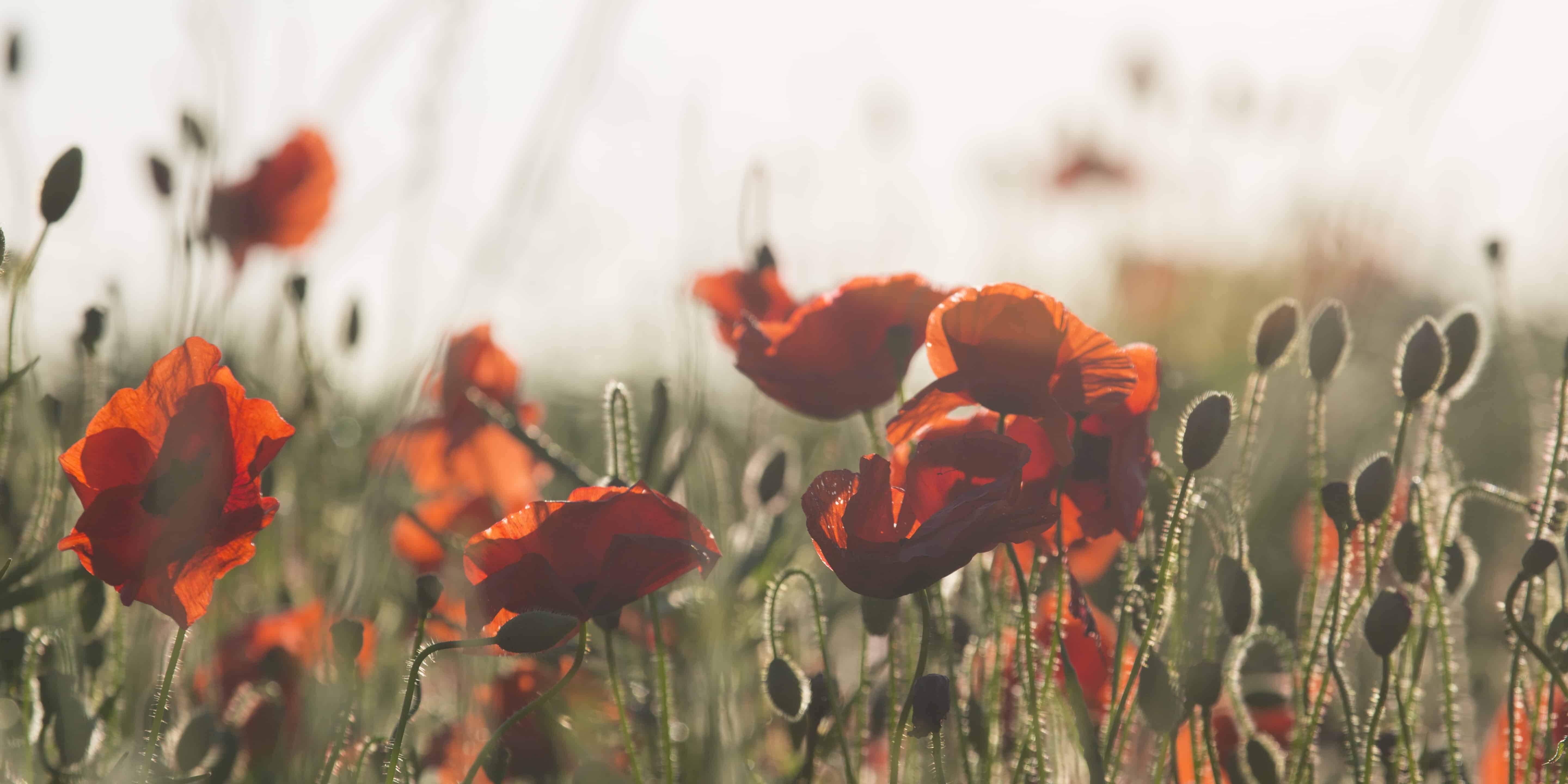 red-petaled flowers
