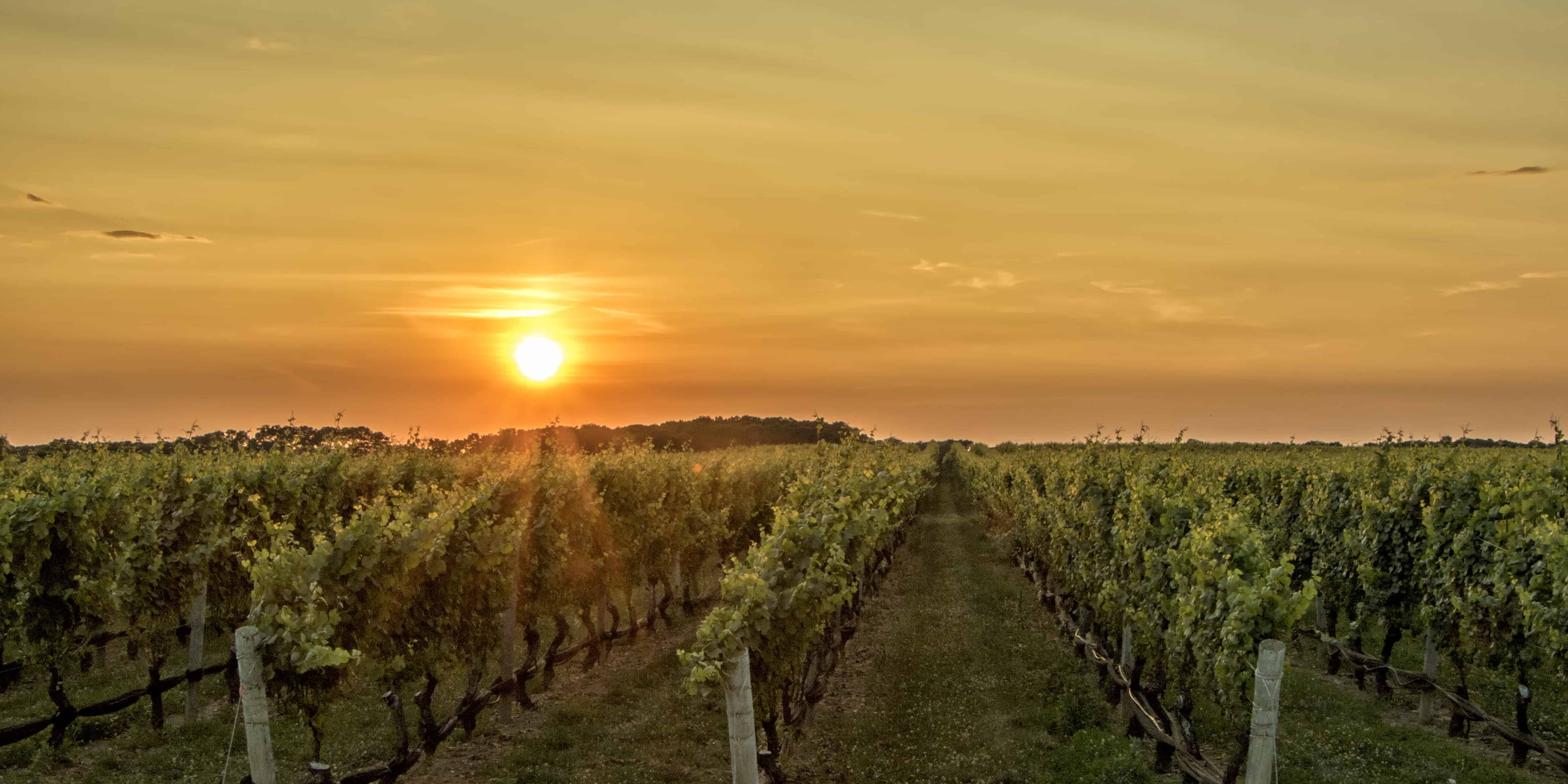 landscape photography of vegetable field during golden hour
