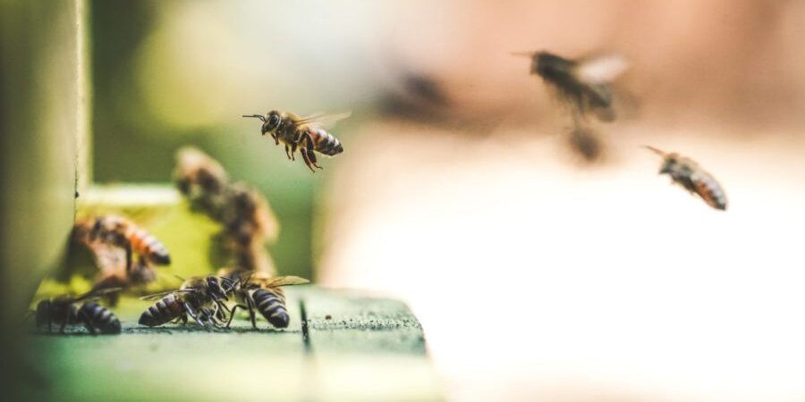 shallow focus photography of bees flew in mid air