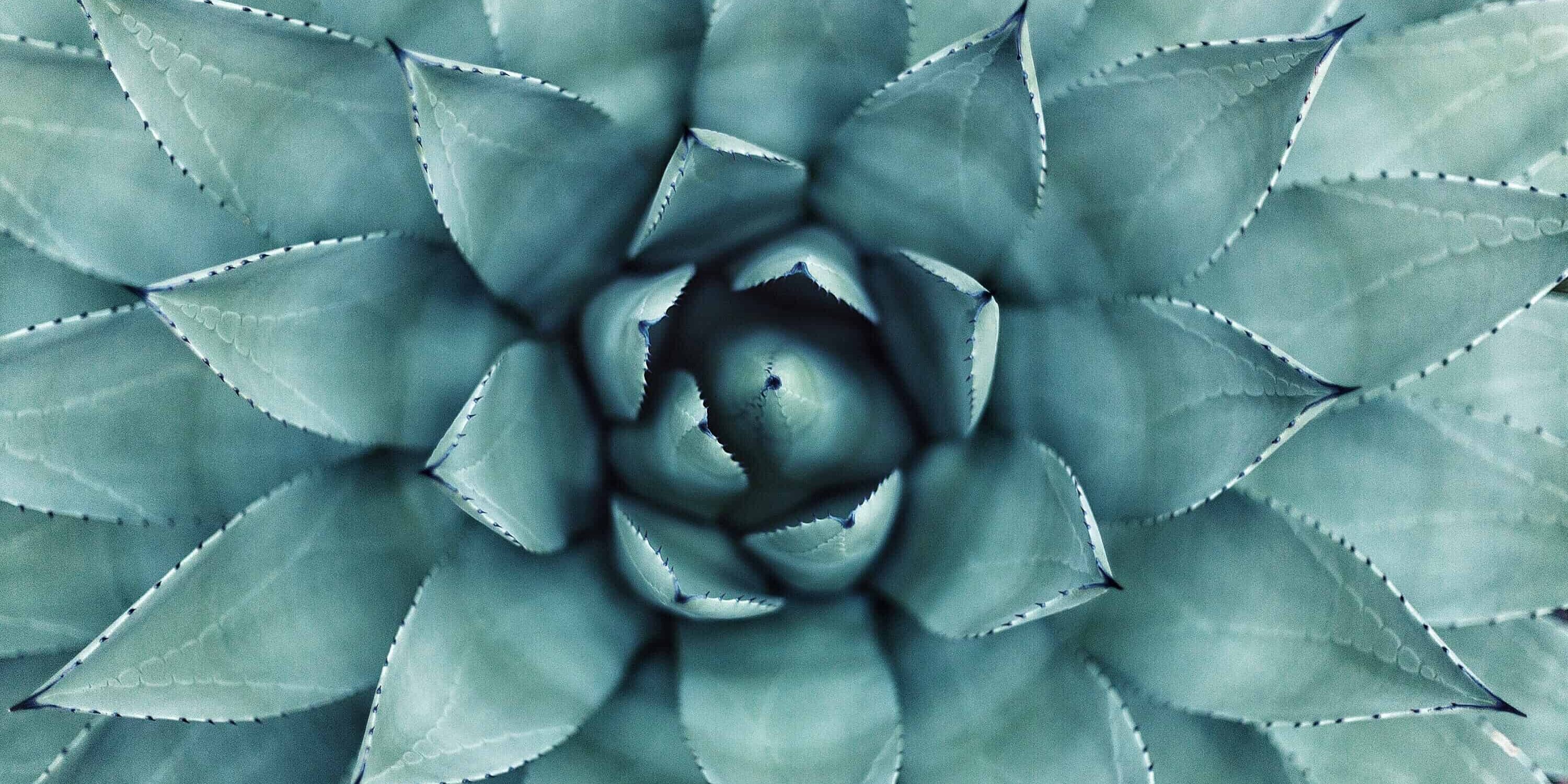 green leafed plant