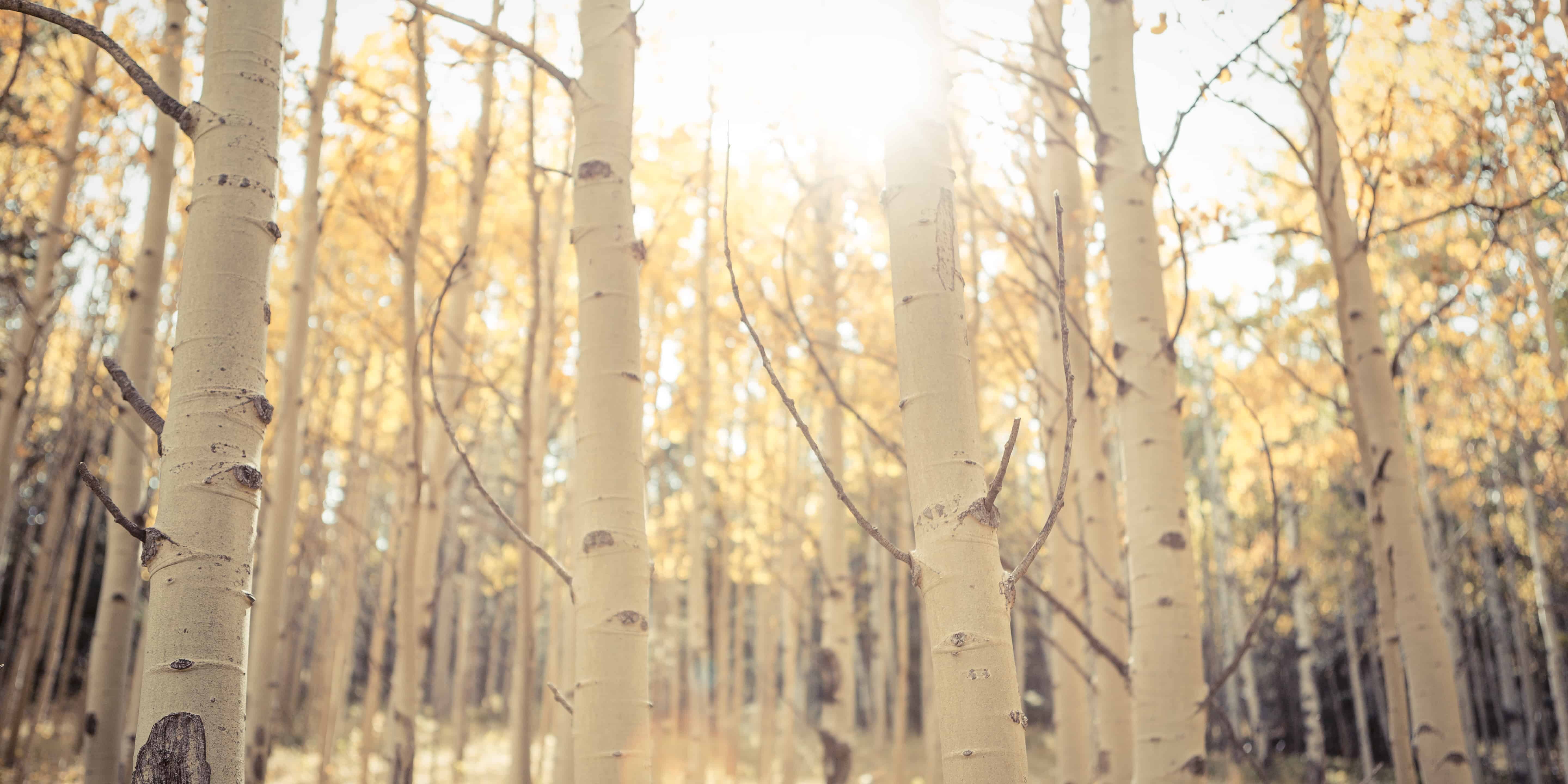 brown trees with white fog during daytime