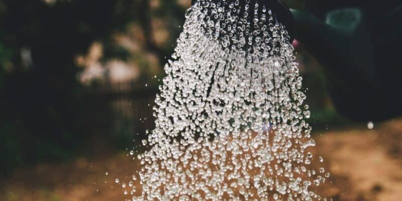 person watering plant