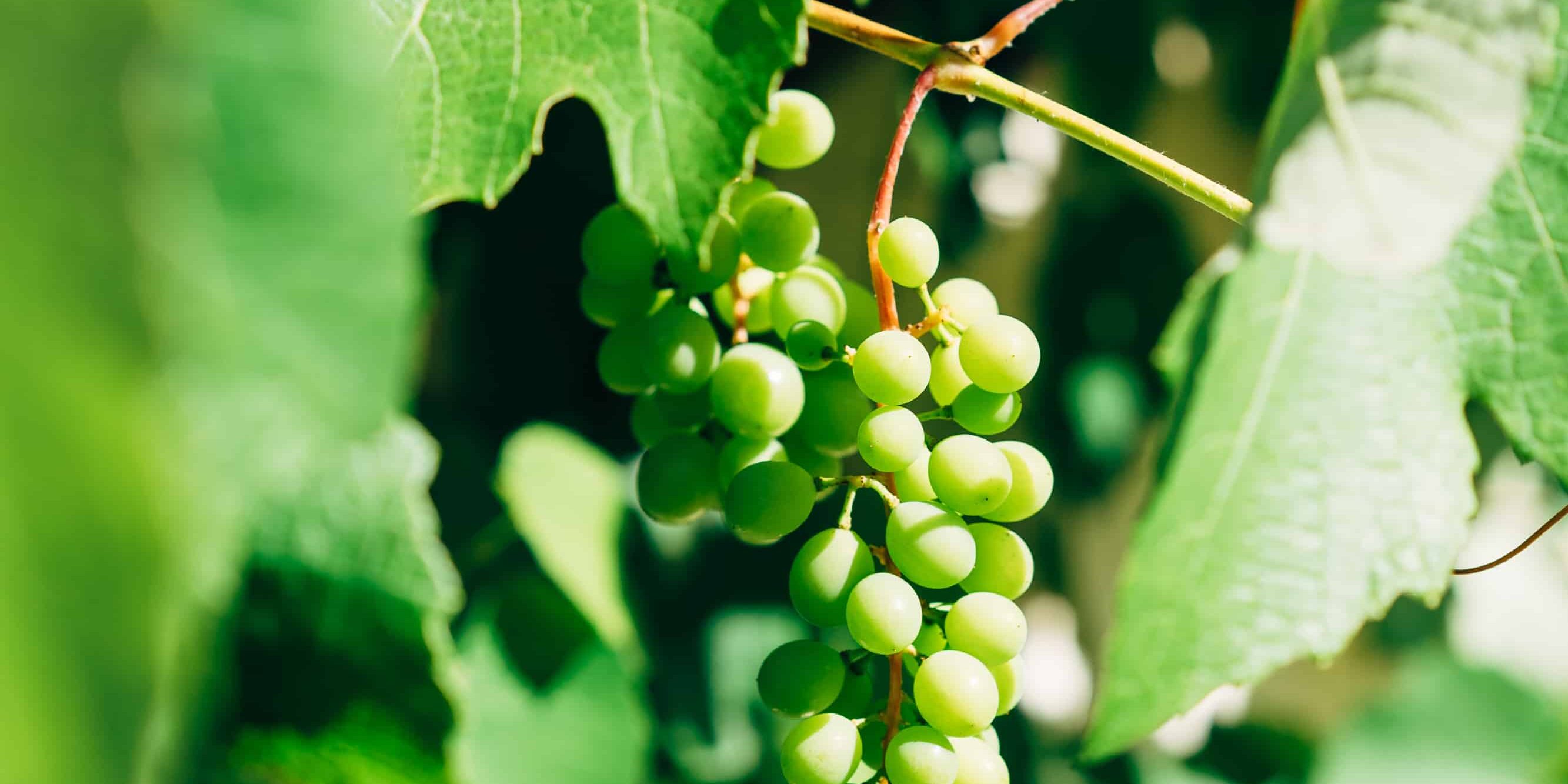 green round fruits in tilt shift lens
