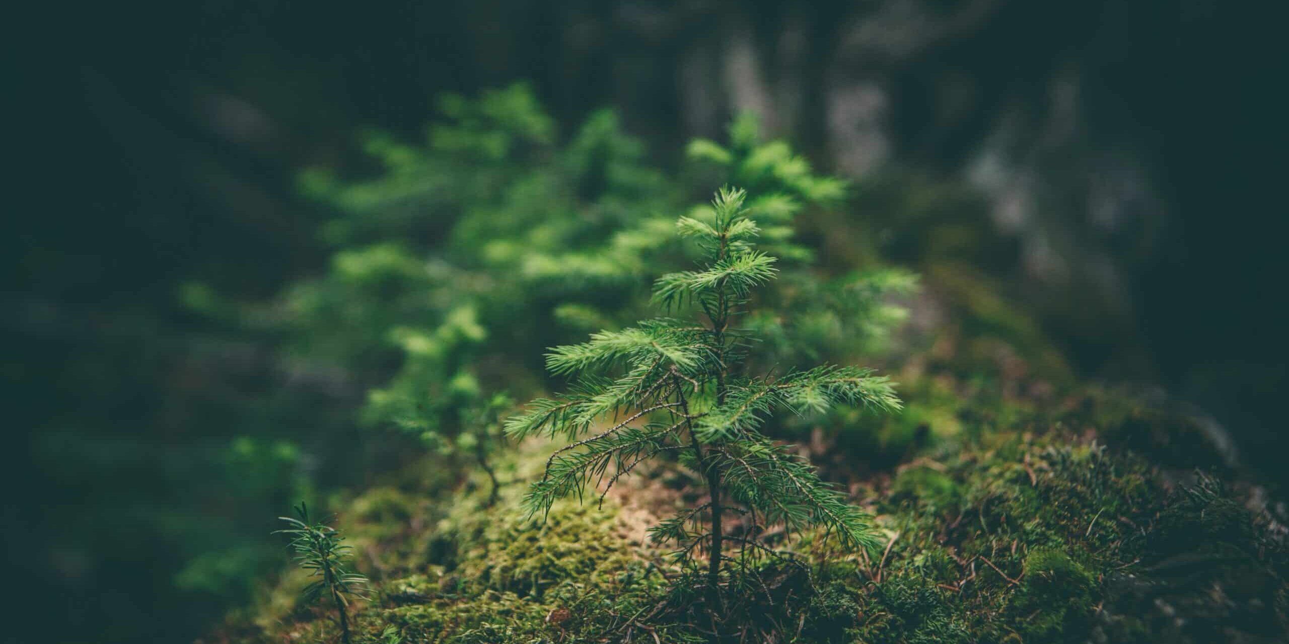 matthew-smith-Rfflri94rs8-unsplash