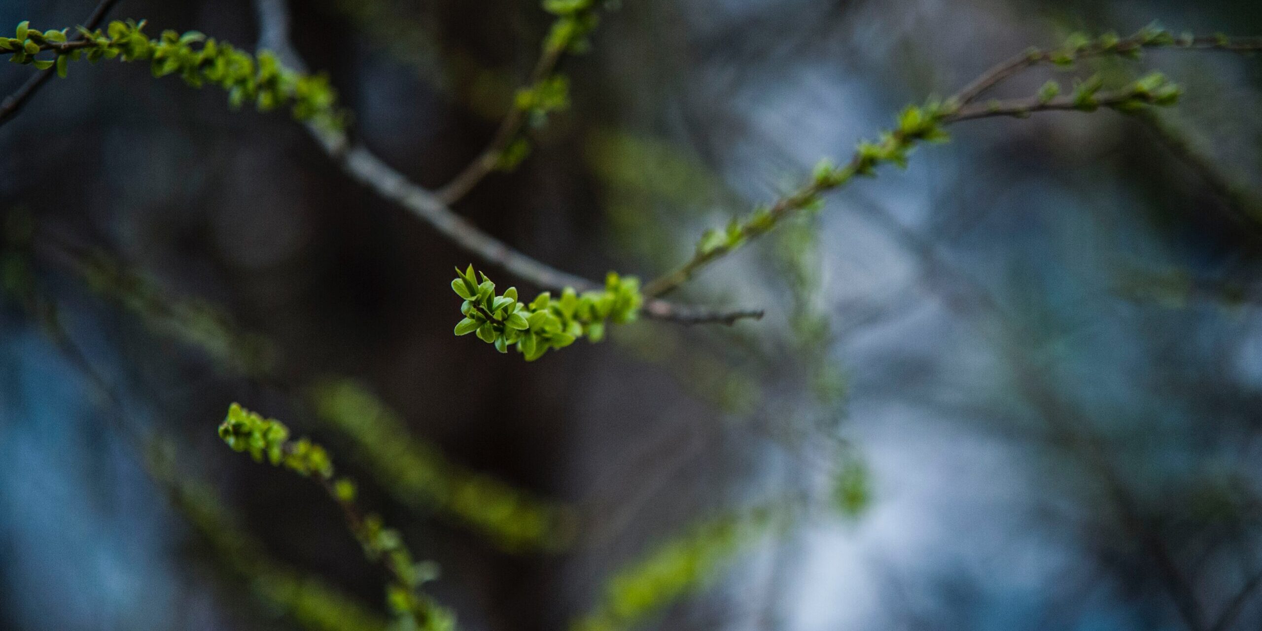 yilin-U5Ag_8if-pU-unsplash